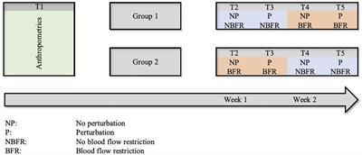 The Effect of Lower-Body Blood Flow Restriction on Static and Perturbated Stable Stand in Young, Healthy Adults